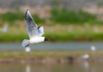 Common Black-headed Gull, Chroicocephalus ridibundus