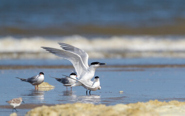 Sandwich Tern, Thalasseus sandvicensis
