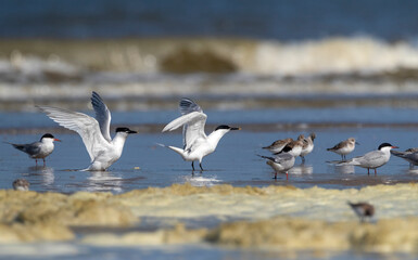 Sandwich Tern, Thalasseus sandvicensis