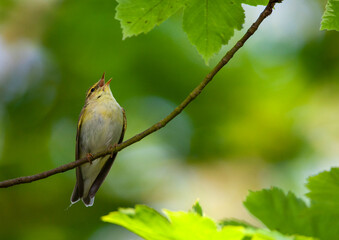 Fototapeta premium Wood Warbler, Phylloscopus sibilatrix