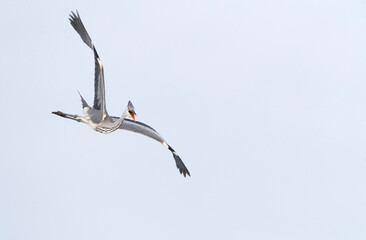 Grey Heron, Ardea cinerea