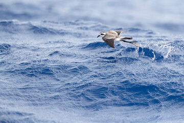 White-faced Storm Petrel, Pelagodroma marina