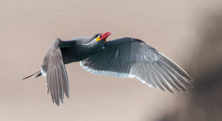 Inca Tern, Larosterna inca