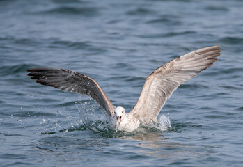 Naklejka premium Caspian Gull, Larus cachinnans