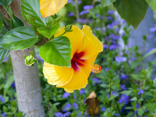 Hibiscus rosa-sinensis | Chinese hibiscus 'Brillant' or Rose mallow. Bright yellow petals reddish ...