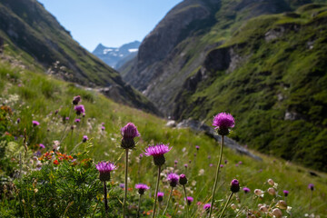 Paysage panoramique de montagne des alpes avec des fleurs de chardons violets au premier plan.