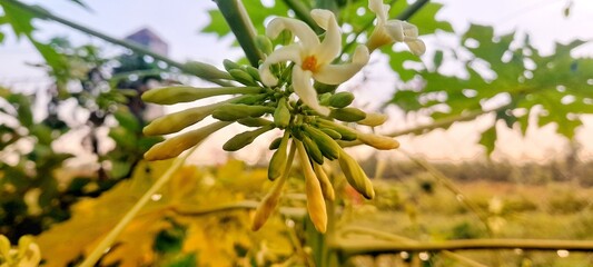 flowers in the forest