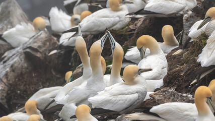 Gannets mating