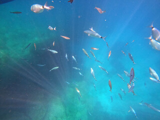 Underwater world of Mediterranean Sea.  Turkey