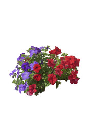 Pétunia rouge et violet PNG