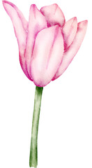 Pink Flower Watercolor illustration