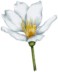 White Flower Watercolor illustration