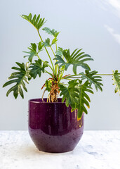 Thaumatophyllum Philodendron bipinnatifidum split-leaf philodendron ornamental plant © GreenThumbShots