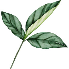Green Leaf Watercolor  illustration