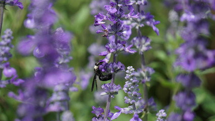 The bumblebee's quest for nectar unknowingly aids in pollination, contributing to the vitality of the lavender and the surrounding ecosystem.