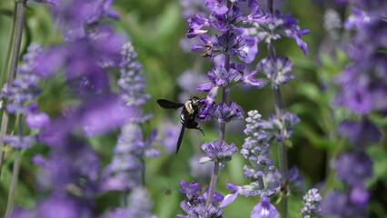 The sound of the bumblebee's gentle buzzing fills the air, adding a soothing melody to the peaceful surroundings.