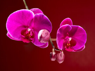 Two beautiful blooming flowers of the phanelopsis orchid are purple in color with still unopened buds, on a beautiful bordeaux background. Horizontal arrangement. - 624662770