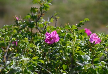 pink blooming dog roses on the bush
