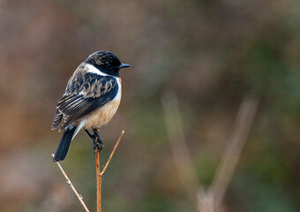 Obraz premium Siberian Stonechat, Saxicola maurus indicus