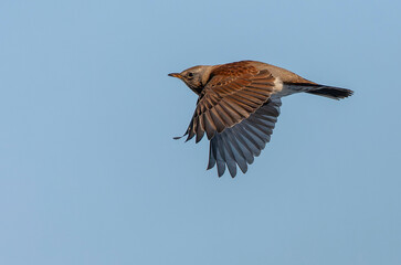Fieldfare, Turdus pilaris