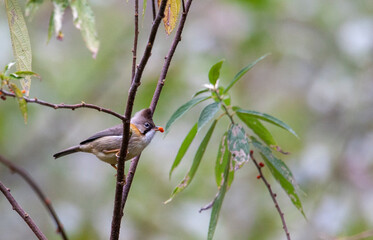 Whiskered Yuhina, Yuhina flavicollis