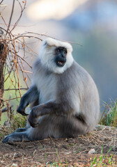 Nepal Grey Langur, Semnopithecus schistaceus