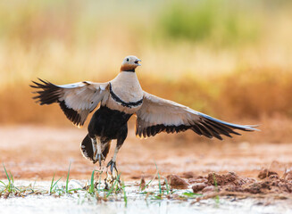 Black-bellied Sandgrouse, Pterocles orientalis