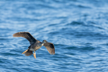 European Shag, Phalacrocorax aristotelis aristotelis