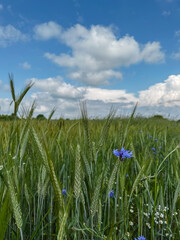 green wheat farm field