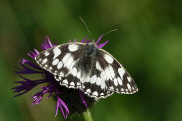 marbled white butterfly (Melanargia galathea) feeding on wild summer flowers