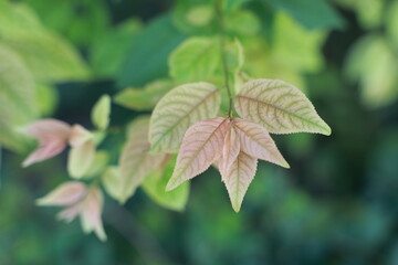leaves of a tree