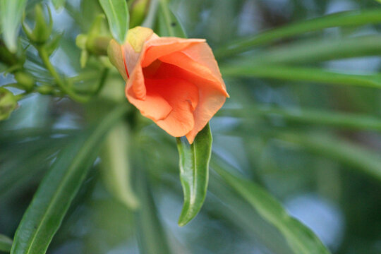 Close up for Thevetia peruviana Flower