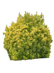 Fusain de fortune (Euonymus fortunei 'Emerald Gold')