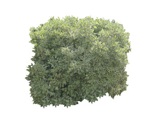 Cornouiller blanc (Cornus alba) PNG