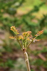 タラノキの新芽