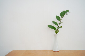 Zamioculcas in a ceramic vase in home interior white background. copy space