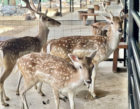 a photography of a group of deer standing next to each other, several deers are standing in a pen with a fence.