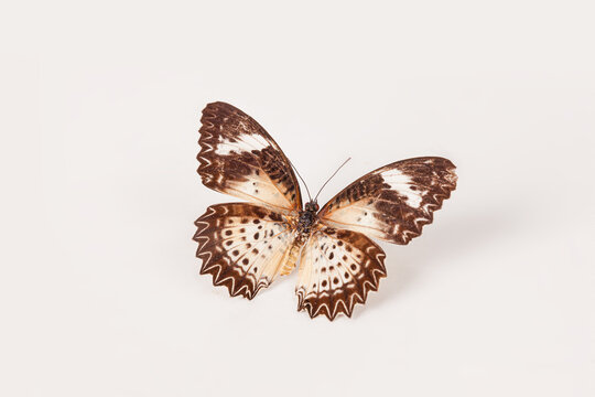Brown metalmark butterfly isolated on white background
