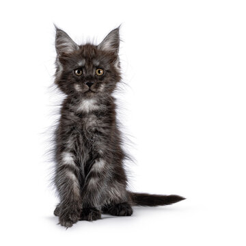 Adorable black smoke Maine Coon cat kitten, sitting up facing front. Looking curious towards camera. Isolated on a white background.