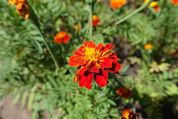 Bright red and yellow flower of double Tagetes patula in July