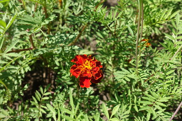 Single flower of red and yellow double Tagetes patula in July