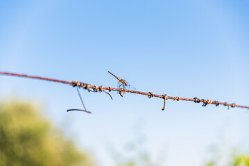Dragonfly perched on a wire under a blue sky