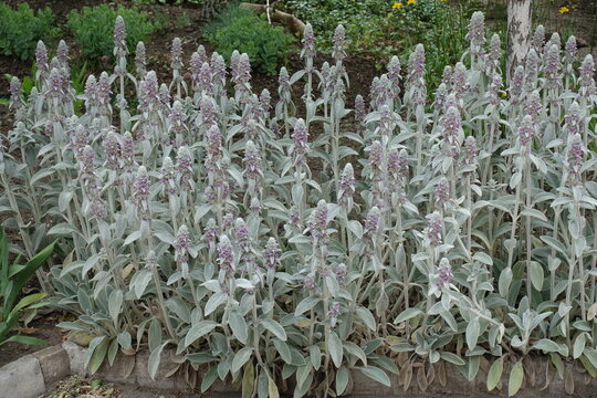 Pale pink flowers of Stachys byzantina in mid June