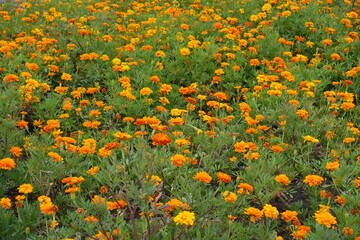 Multitude of orange flowers of Tagetes patula in mid July