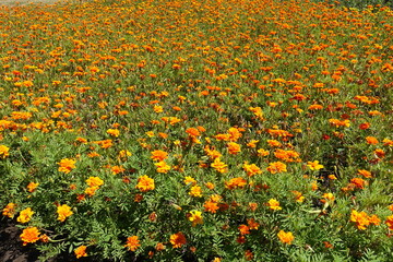 Plentiful orange flowers of Tagetes patula in July