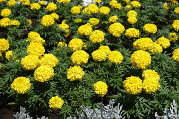 Profusion of yellow flowers of Tagetes erecta in July