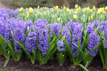 Beautiful hyacinth and tulip flowers growing outdoors