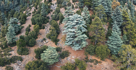 Aerial view of old huge Lebanon cedar tree in mountains along lycian way in Turkey.
