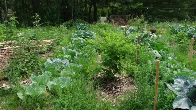 Panning left to right of white and red cabbage plants growing in fenced shrub garden. Carton boxes and mulch spread around plants to help fight weeds out.