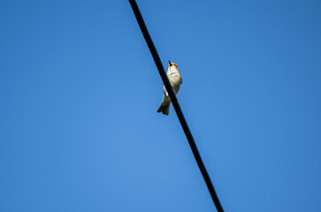 a beautiful bird sits on a branch and sings close-up on a sunny summer day